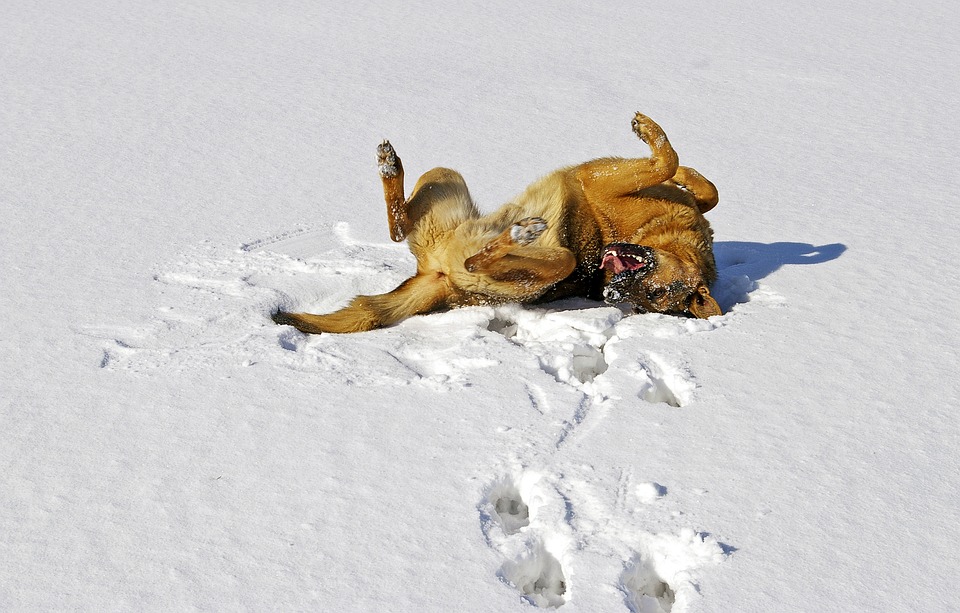 A German shepherd rolls in the snow on his winter walk.
