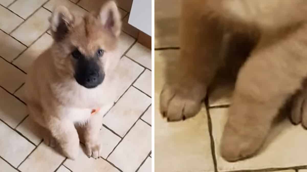 oriental shorthair cats near me