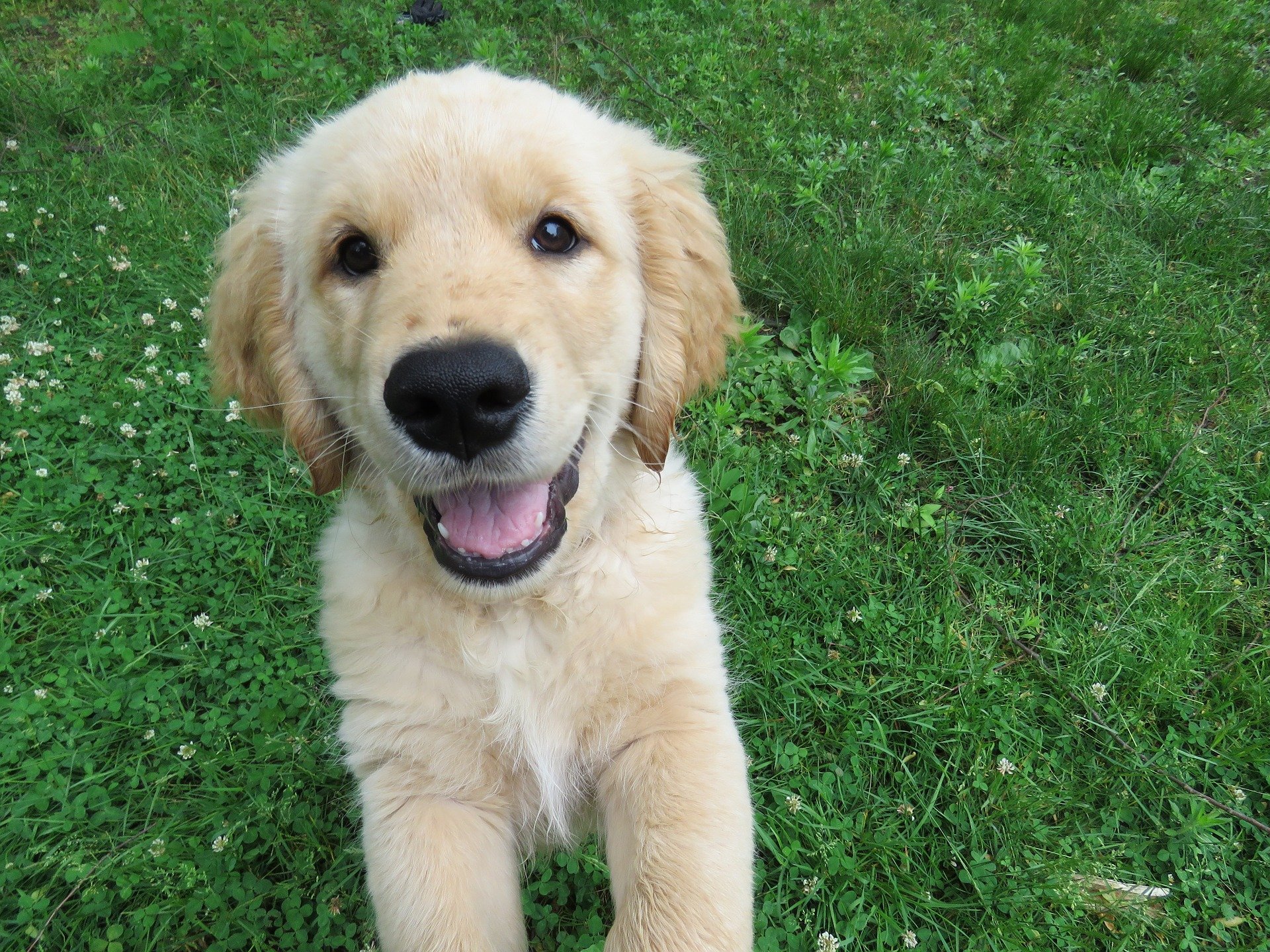 Golden Retriever Puppies: Everything You Need to Know ...