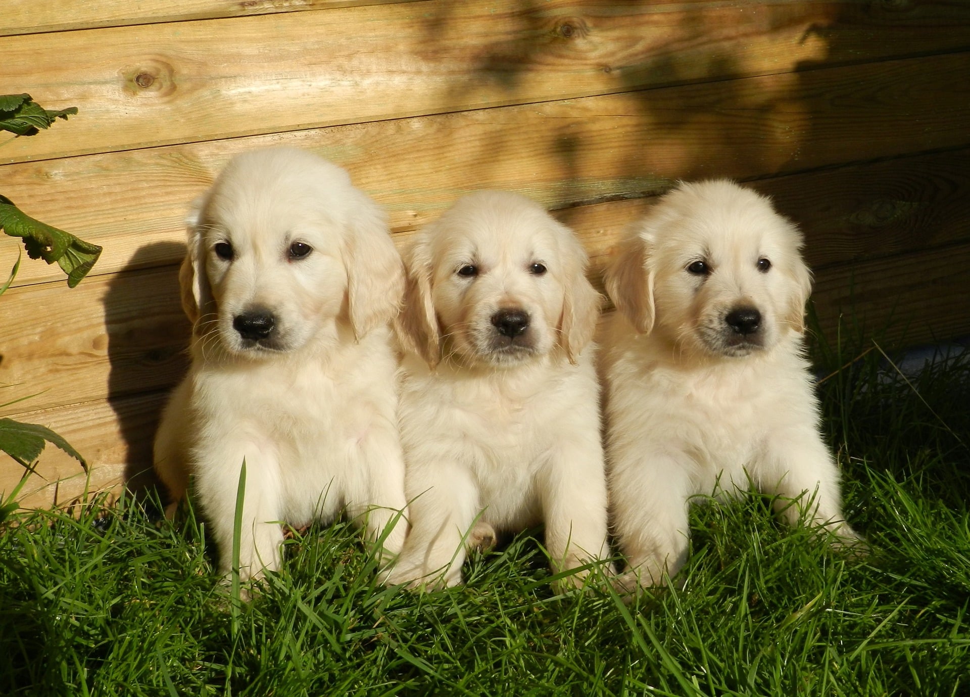 Golden Retriever Puppies Everything You Need To Know The Rover Blog Golden Retriever Puppies Everything You Need To Know The Rover Blog