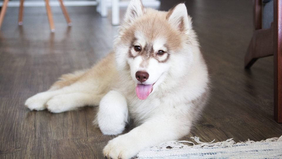 Advarsel pizza handikap Husky Puppies: Everything You Need to Know