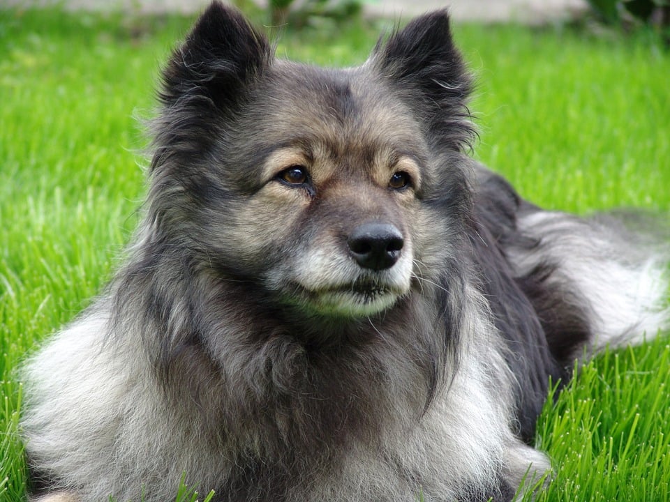 Keeshond in grass