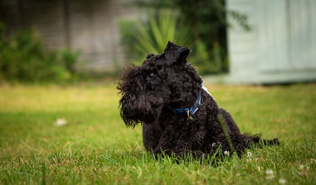 Ongebruikt Allergisch voor hondenharen, maar toch een hond? Deze 26 DV-86