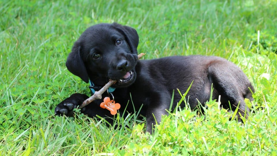 Labrador Retriever Puppies: What You Need to Know About Lab Puppies