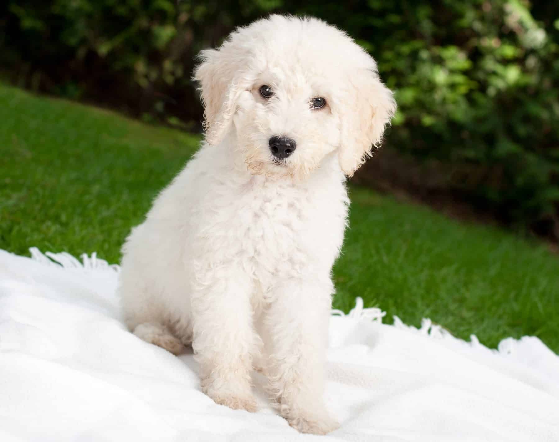 Labradoodle Puppies: Everything You Need to Know | Dog People by Rover.com
