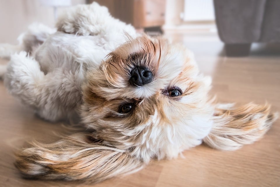 Lhasa Apso on floor