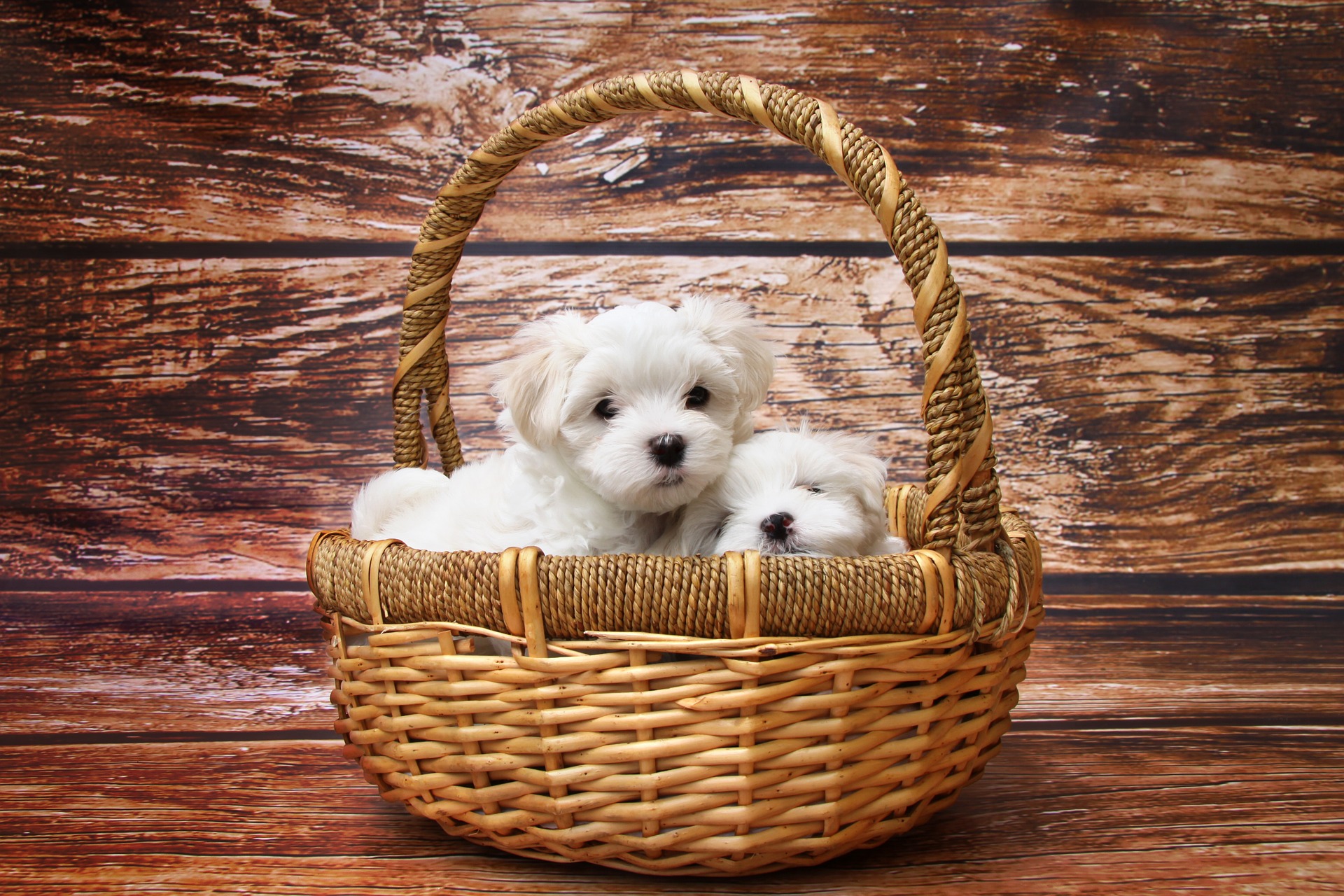 best toys for maltese puppies