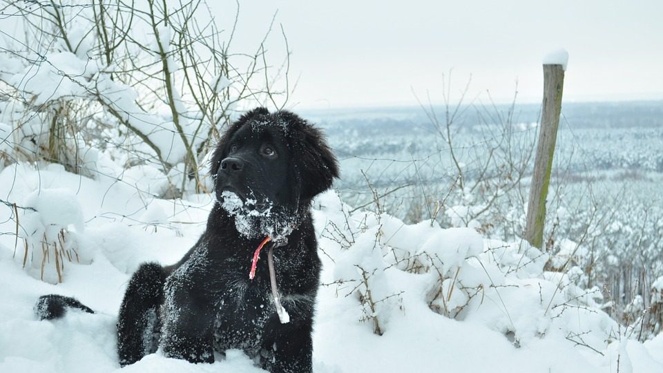 Newfoundland in snow