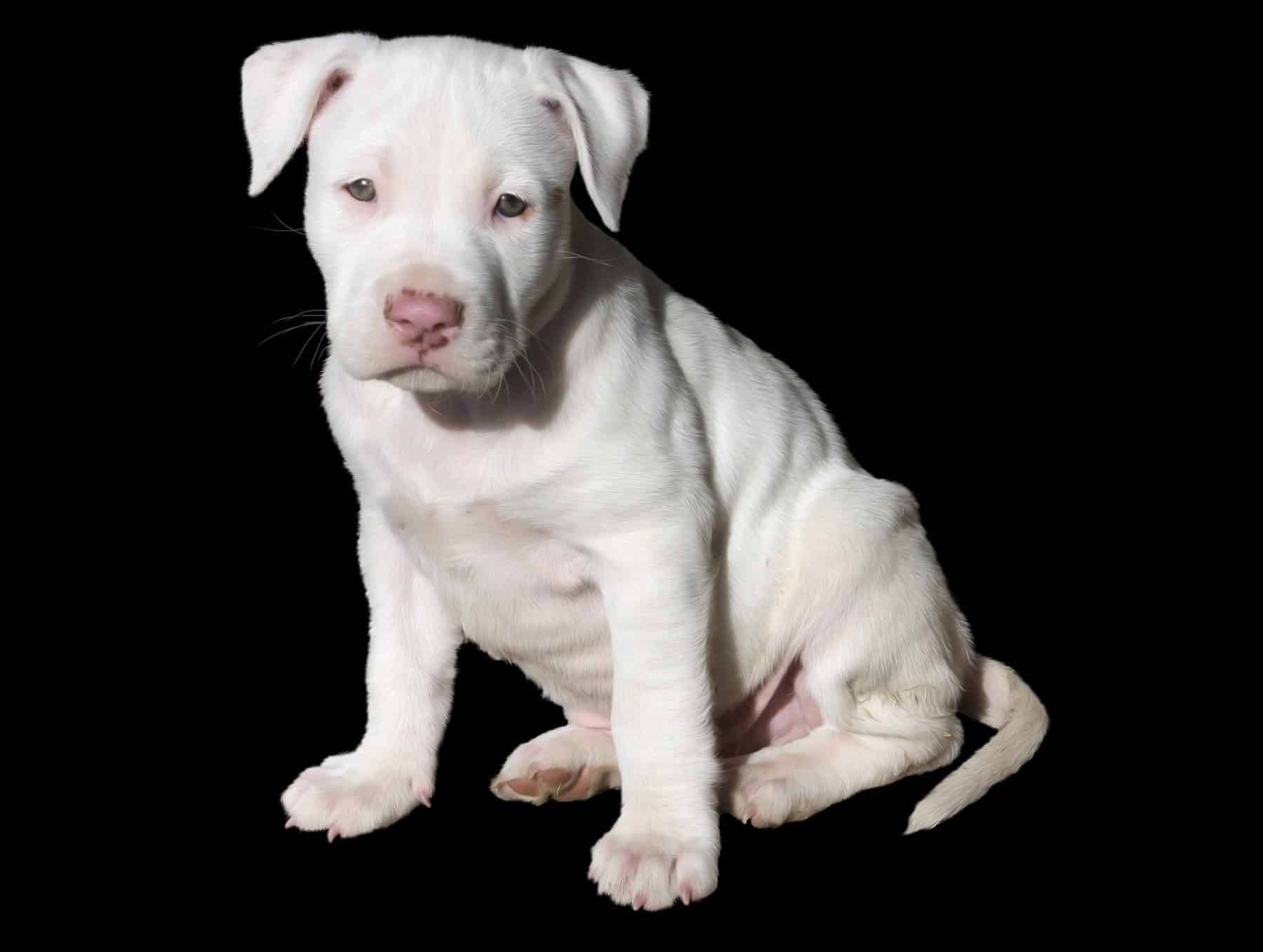 Pit Bull Puppies: Everything You Need 