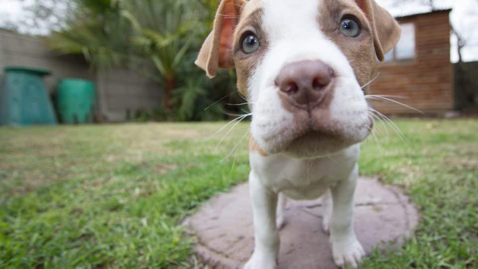 taking care of a pitbull puppy