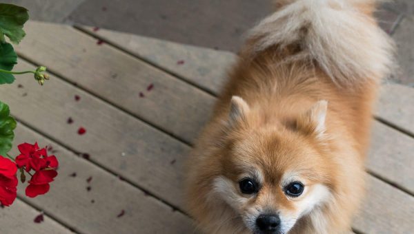 4 Best Kong Harnesses For Dogs In 2019 The Dog People By Rover Com