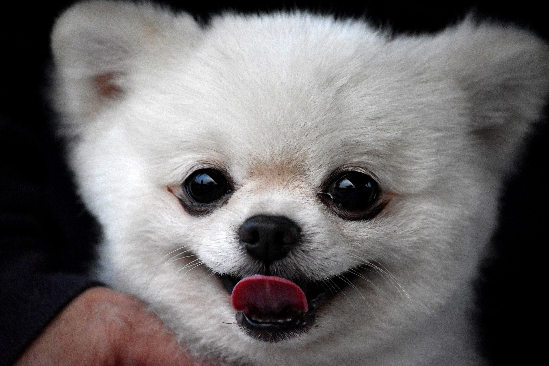 Pomeranian Puppies: Everything You Need to Know | The Dog ...