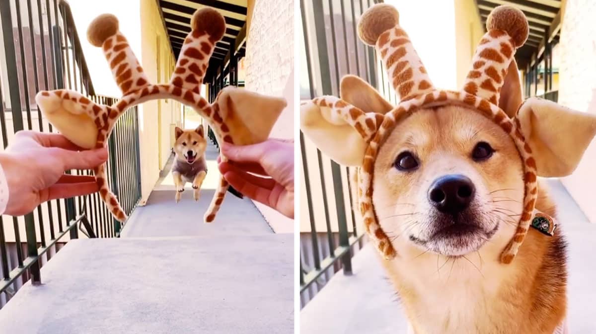 western sky shiba inus