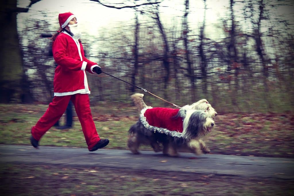 Woman dressed as Santa running with dogs