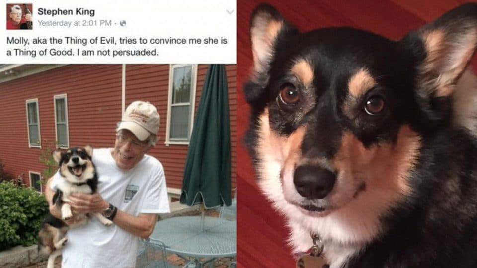 Stephen King Gives his Corgi the Perfect Nickname in Very Funny Dog Tweets  | The Dog People by 