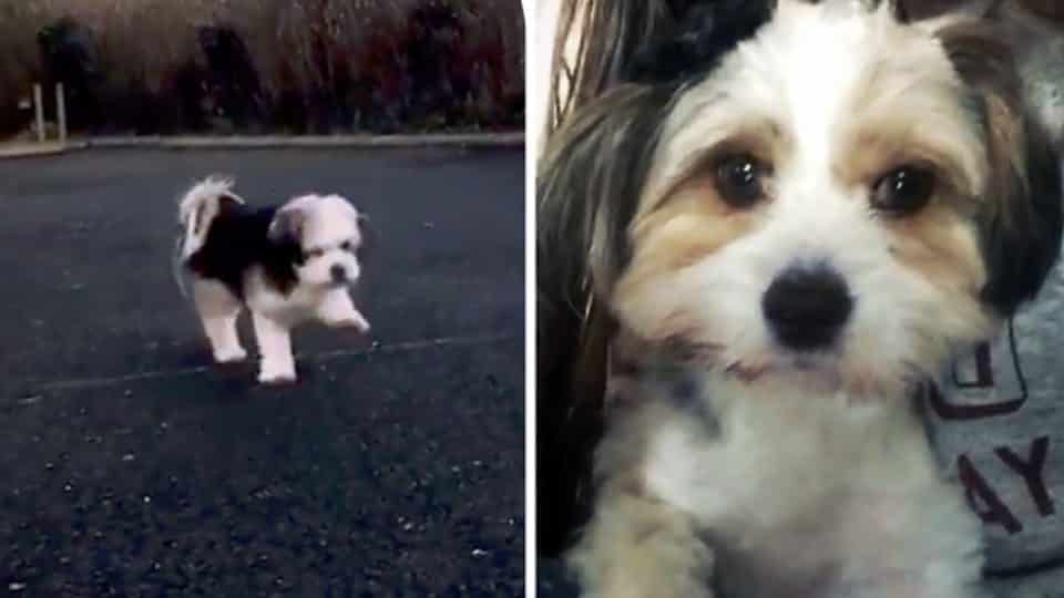 How Can You Tell If A Dog Has Brain Damage