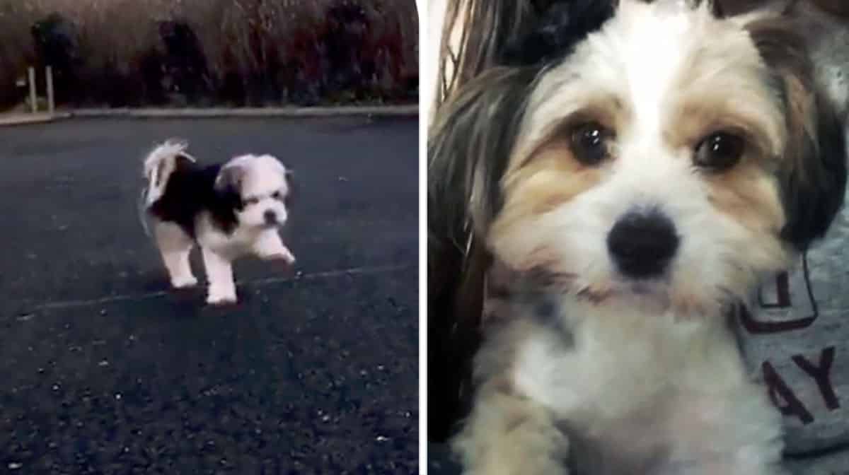 How Can I Tell If My Dog Has Brain Damage