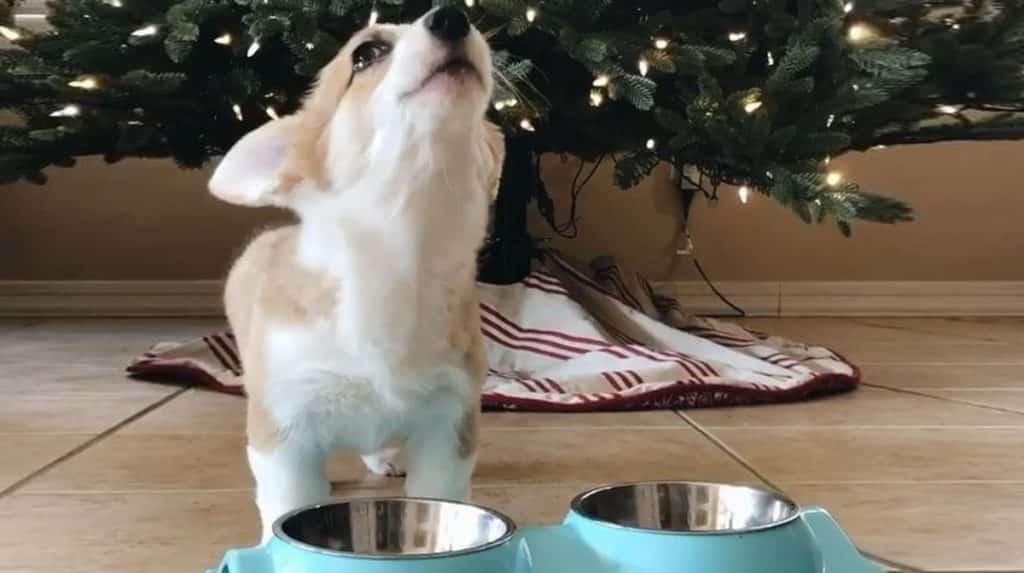 what to feed corgi puppy