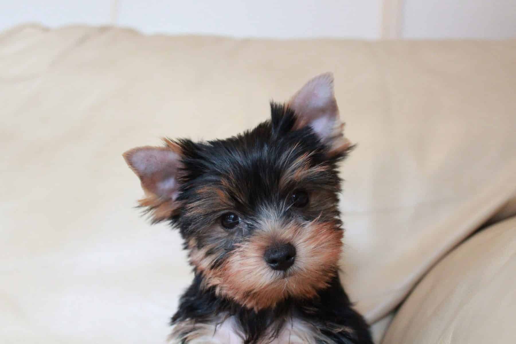 yorkshire terrier puppy