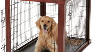 best dog fence for large dogs