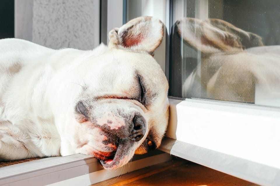 Should You Wake a Sleeping Dog? The Dog People by