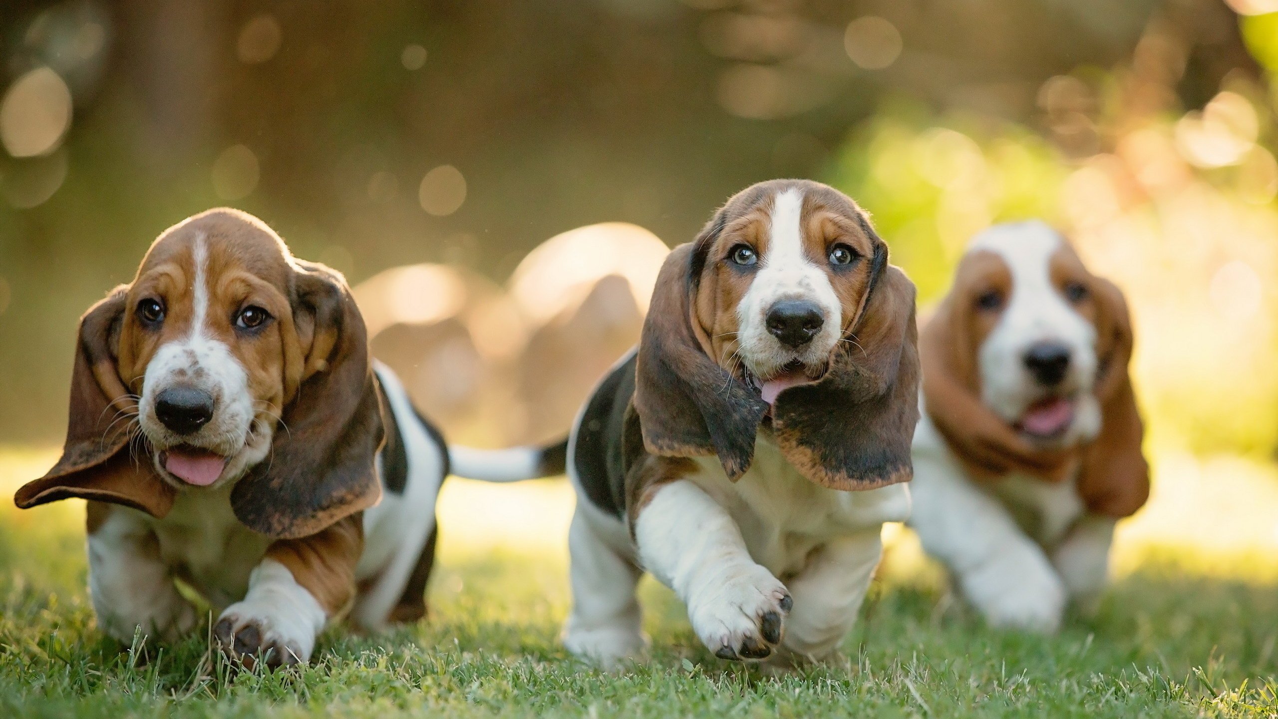 Basset Hound Puppies The Ultimate Guide For New Dog Owners The Dog People By Rover Com