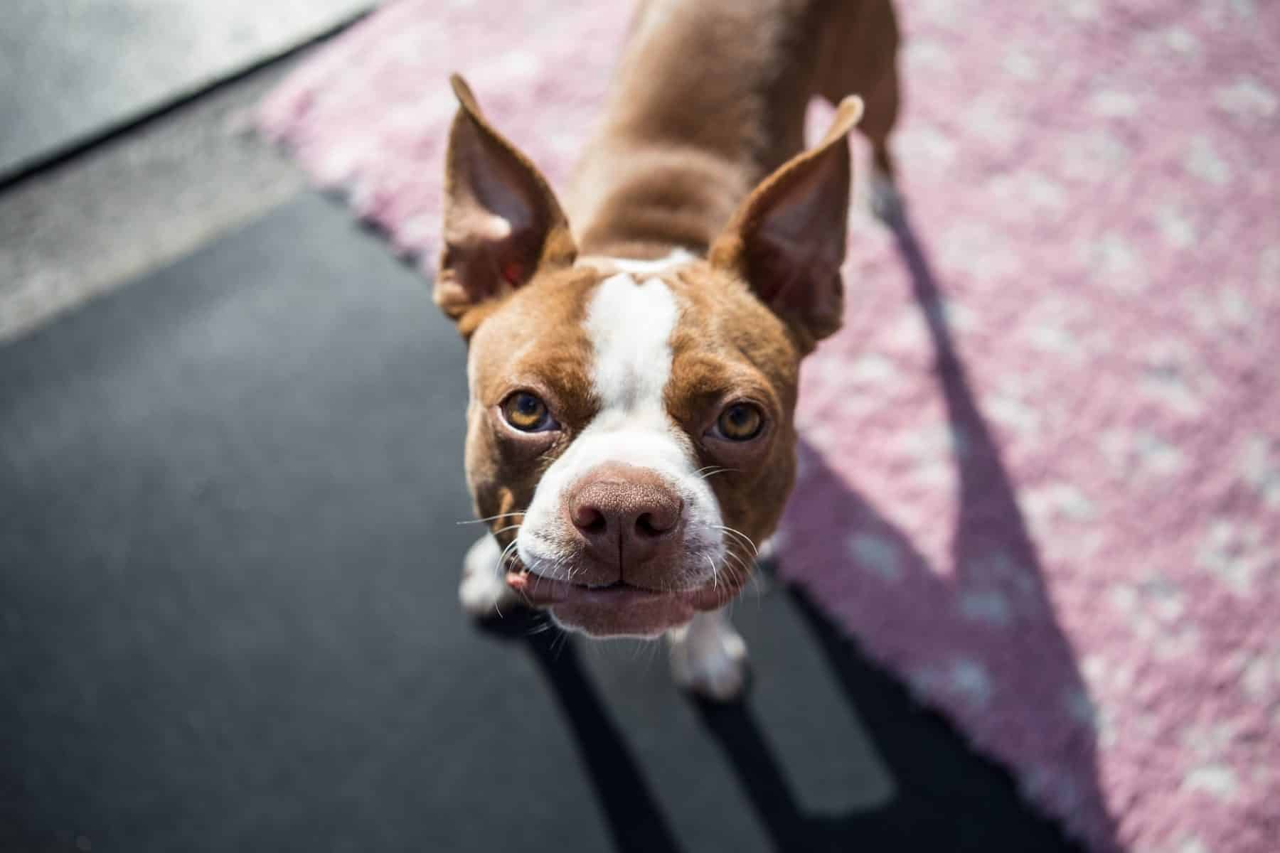 The 105 Most Popular Boston Terrier Names Of 2019