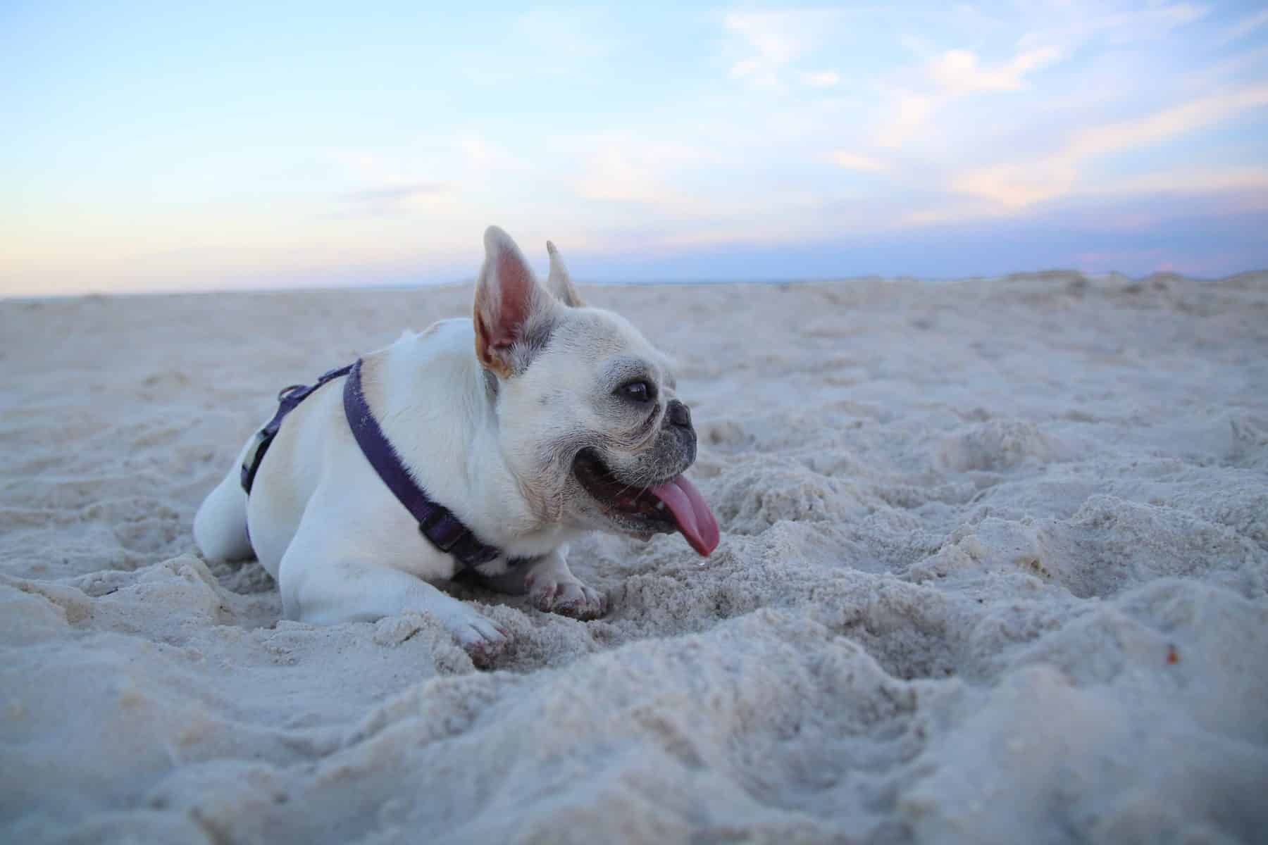The 122 Most Popular French Bulldog Names