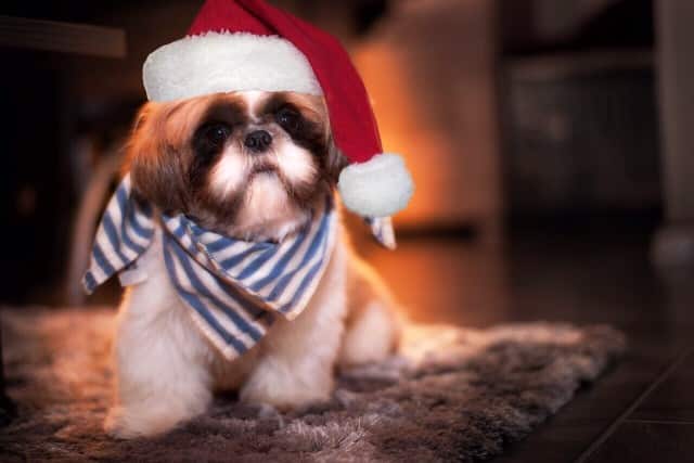 christmas shi tzu scarf santa hat