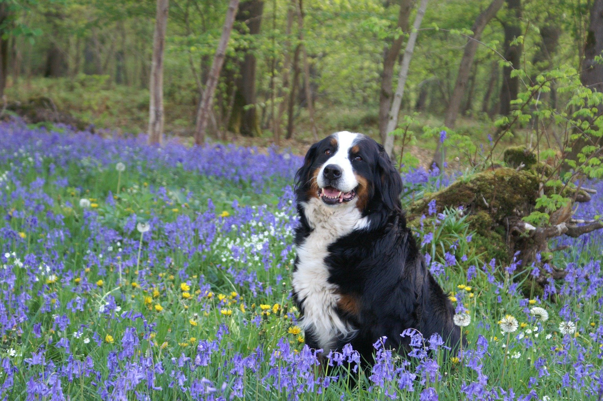 The 109 Most Popular Bernese Mountain Dog Names of 2019