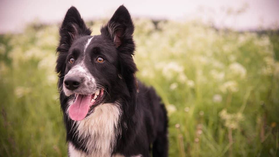 The 116 Most Popular Border Collie Names Of 2021