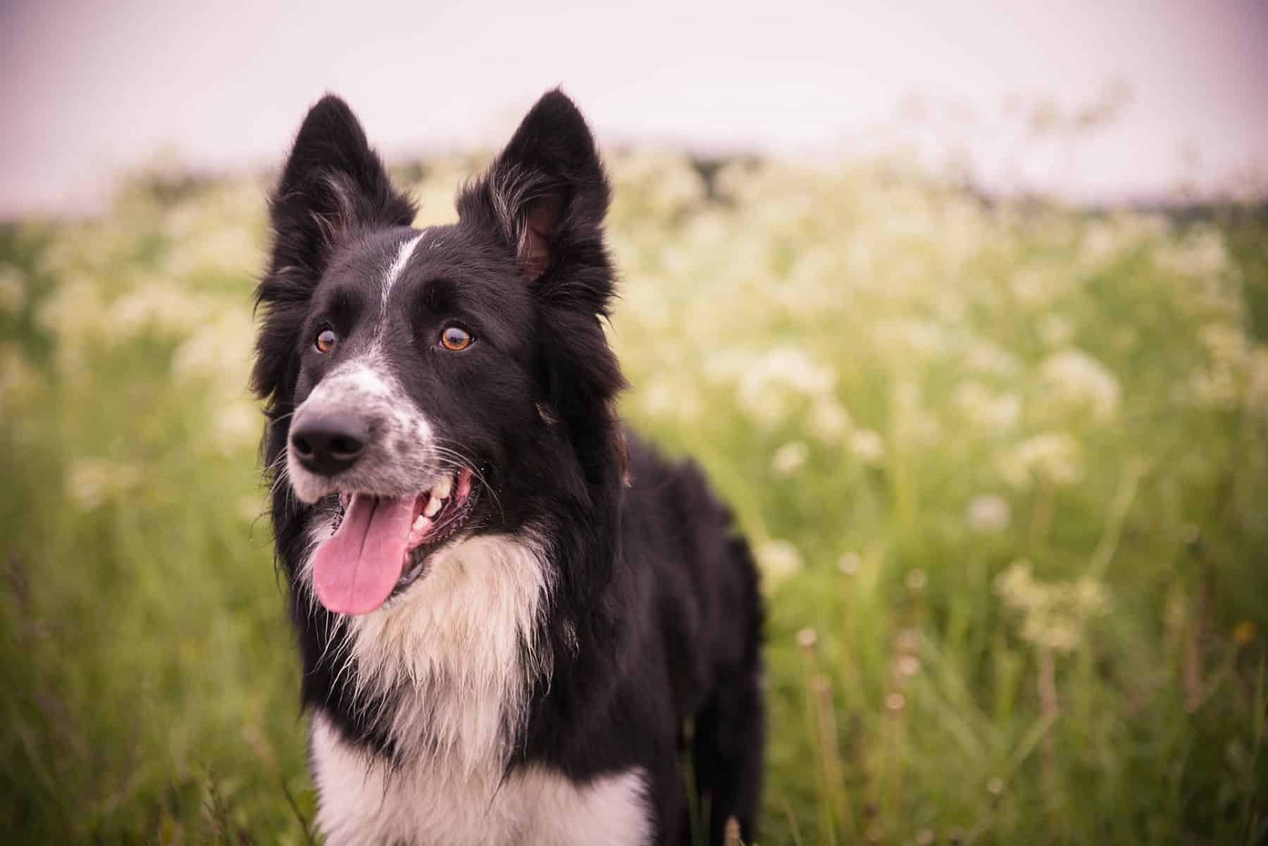 The 110 Most Popular Border Collie Names Of 2020
