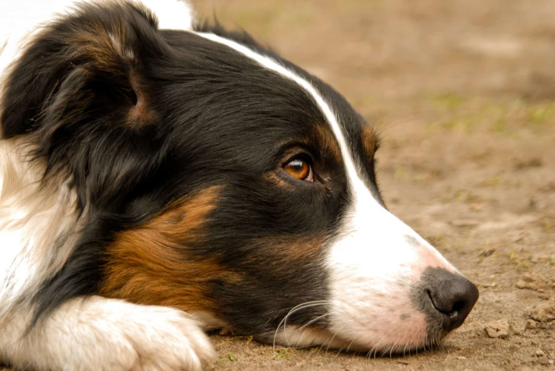 tri border collie puppies