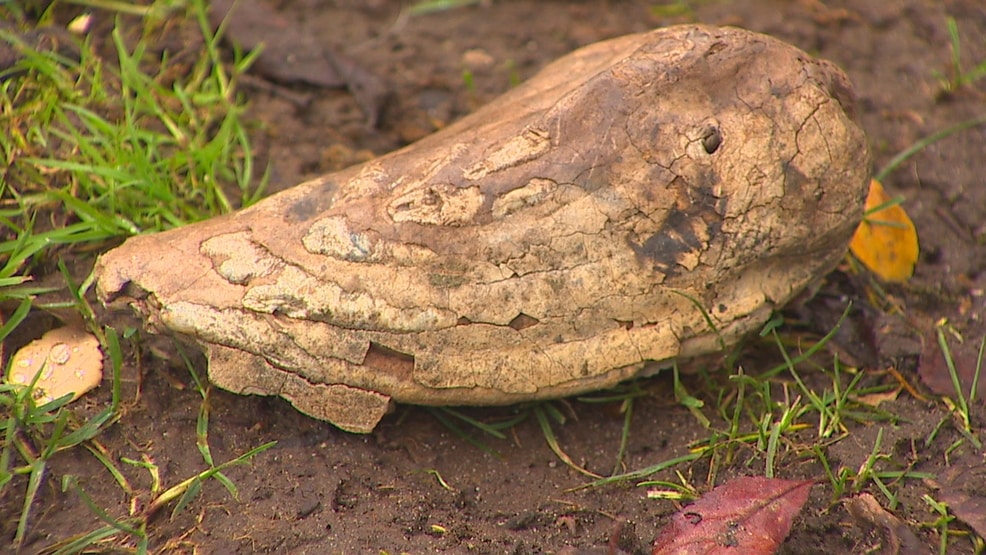 dog finds mammoth tooth