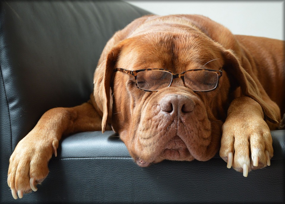 dog in glasses