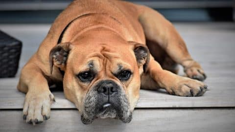 Dog laying down