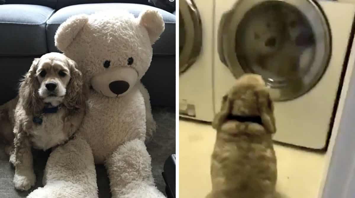 teddy bear cocker spaniel