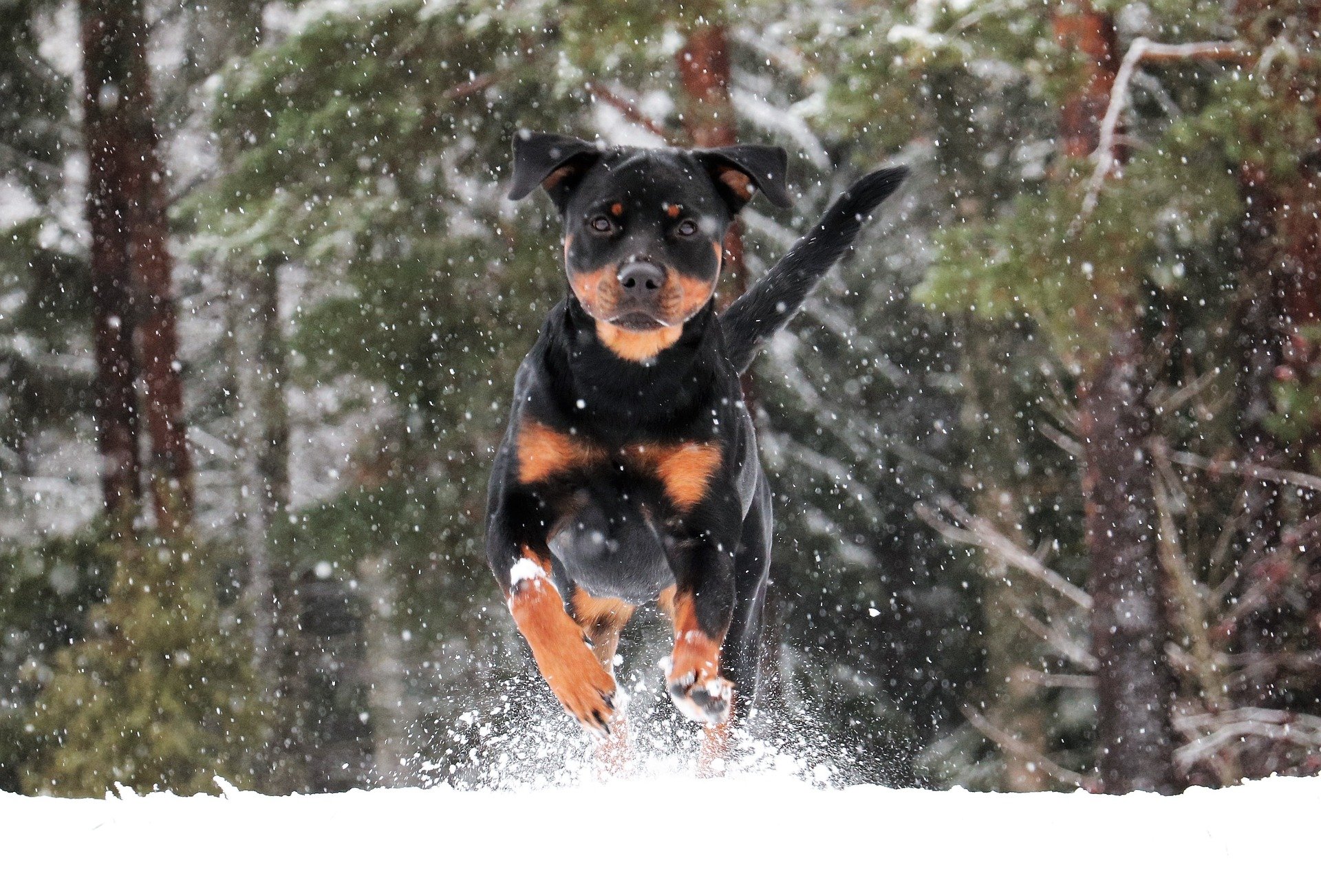 The 105 Most Popular Rottweiler Names Of 2019 The Dog People