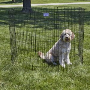 MidWest Folding Metal Exercise Pen, a cheap dog fence option