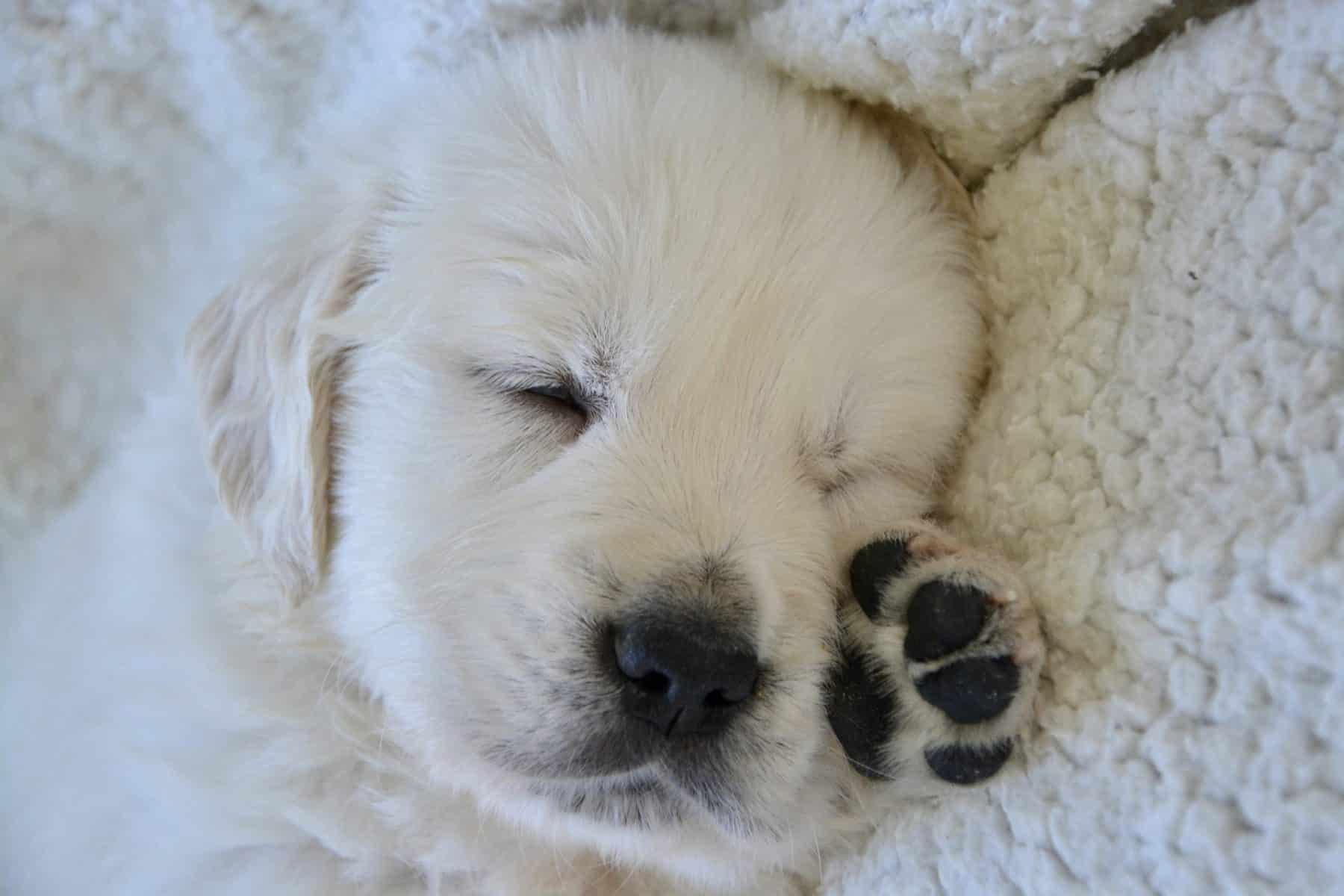 Is My Puppy Sleeping Too Much? | Puppy 