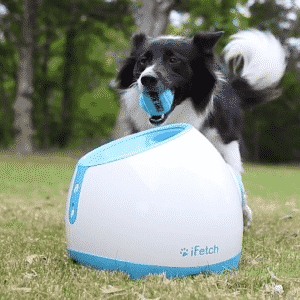 black and white dog plays with the ifetch too automatic ball thrower