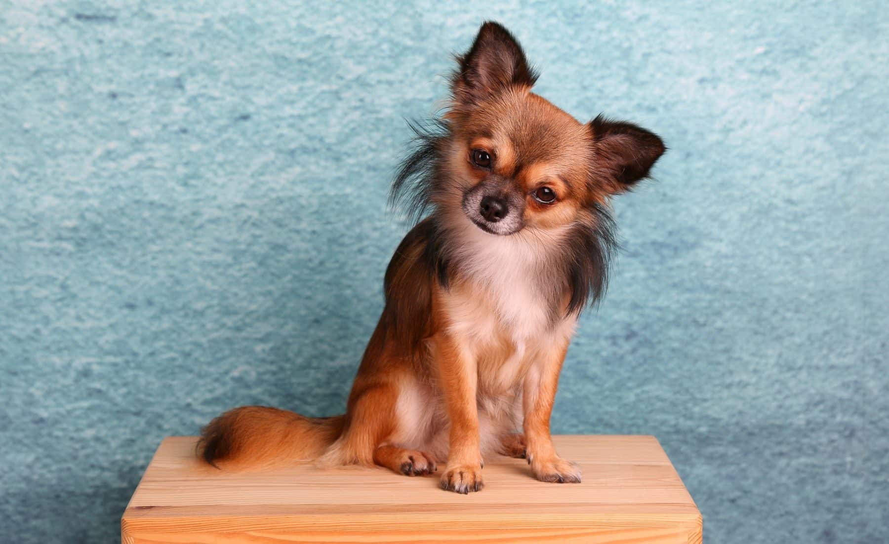 The 155 Most Popular Chihuahua Names | The Dog People