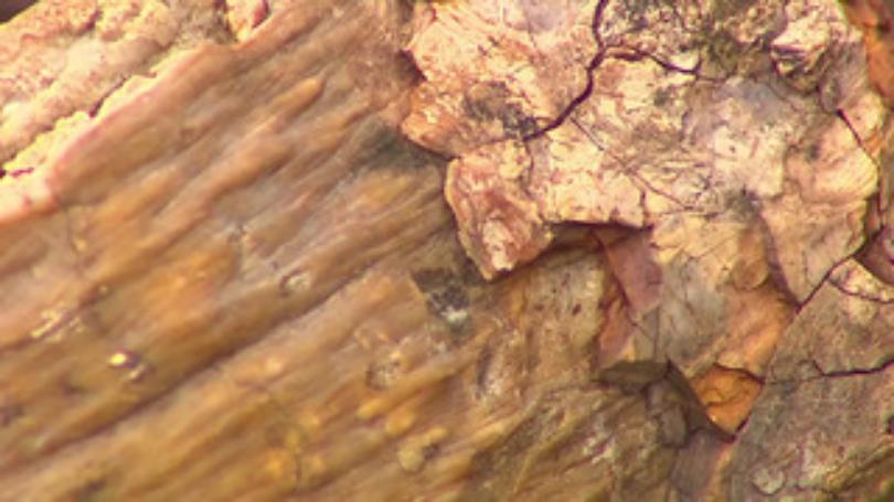 mammoth tooth close up