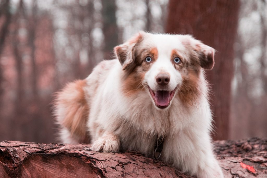 best australian shepherd names