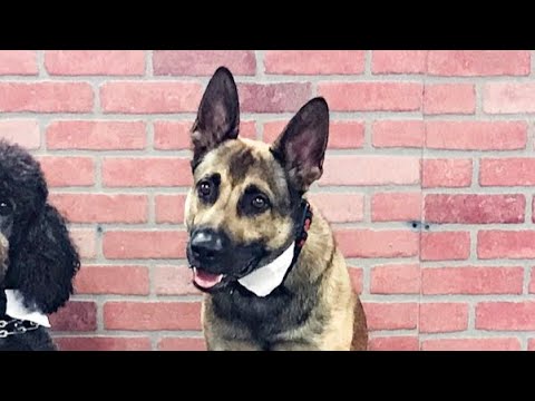 German Shepherd Fails Service Dog