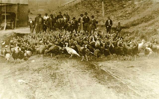 old fashioned turkey herding