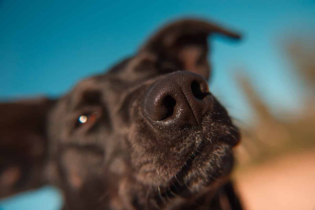 Why do dogs have wet noses your dog s incredible nose