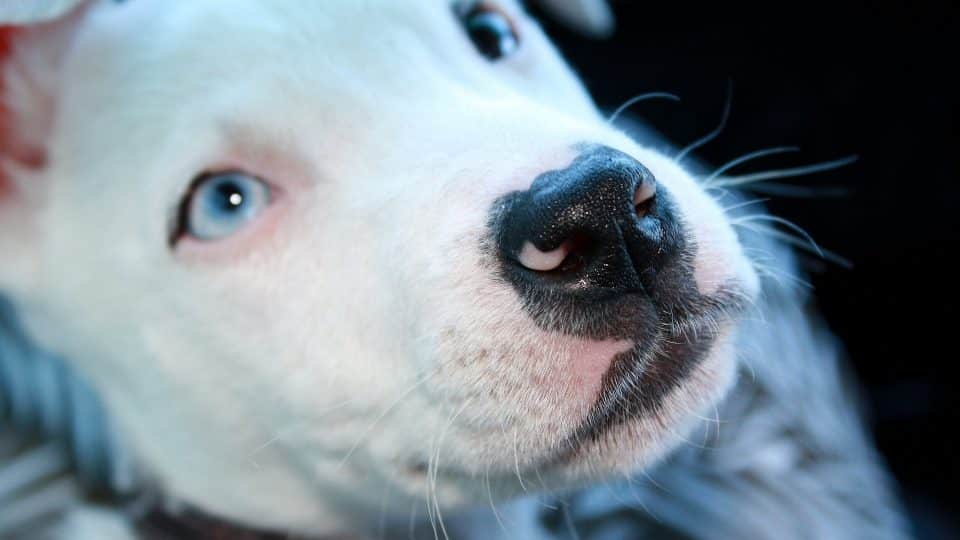 All Black Pit Puppies