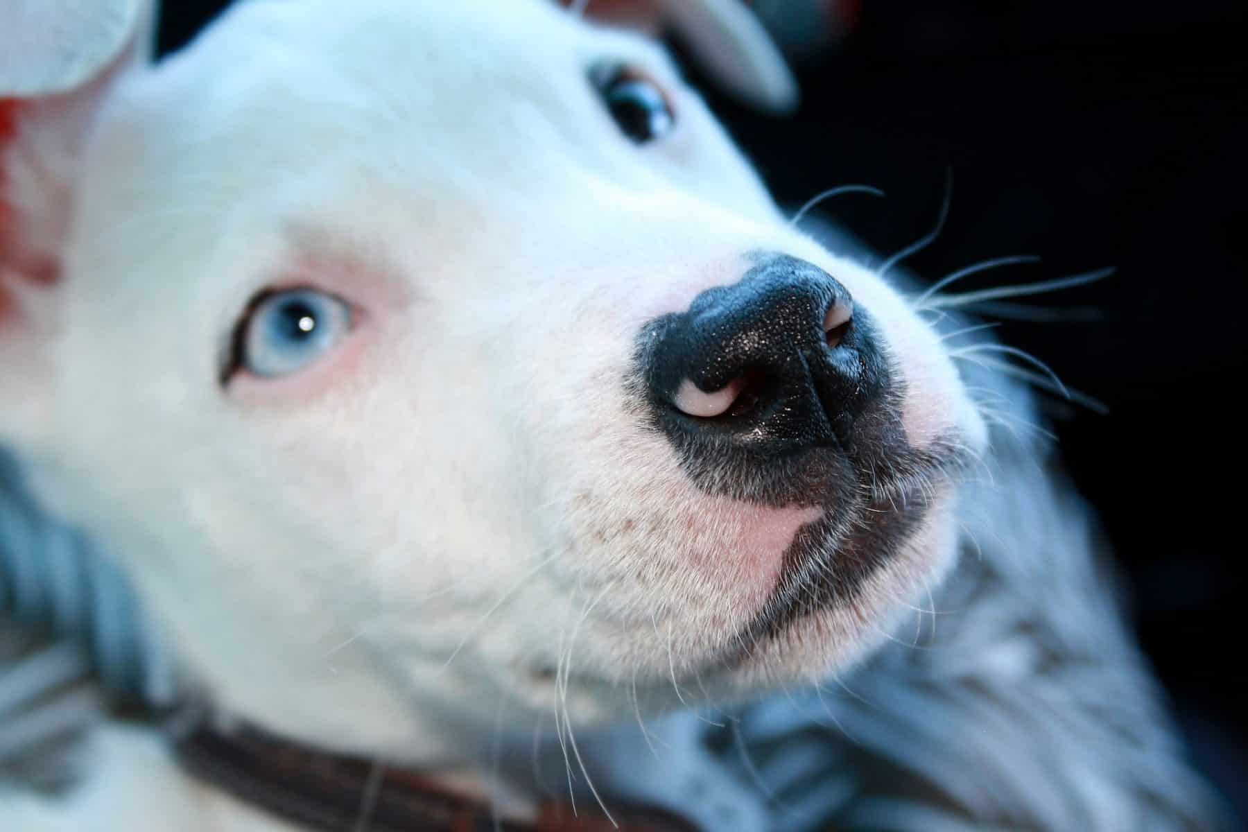 blue nose blue eyed pitbull