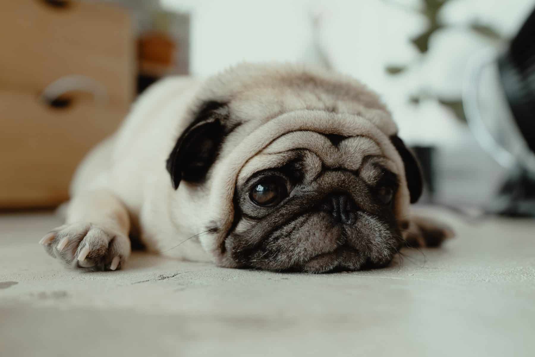 The 177 Most Popular Pug Names The Dog People